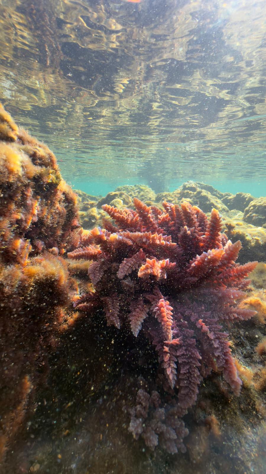 L''Asparagopsis taxiformis, l''alga antimetano